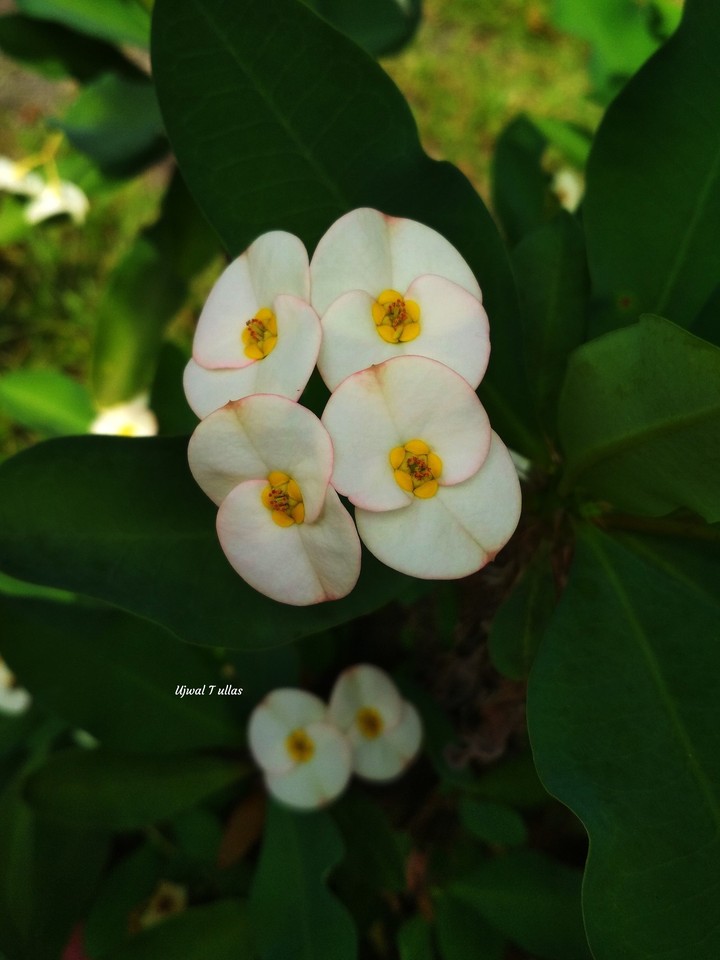 flower