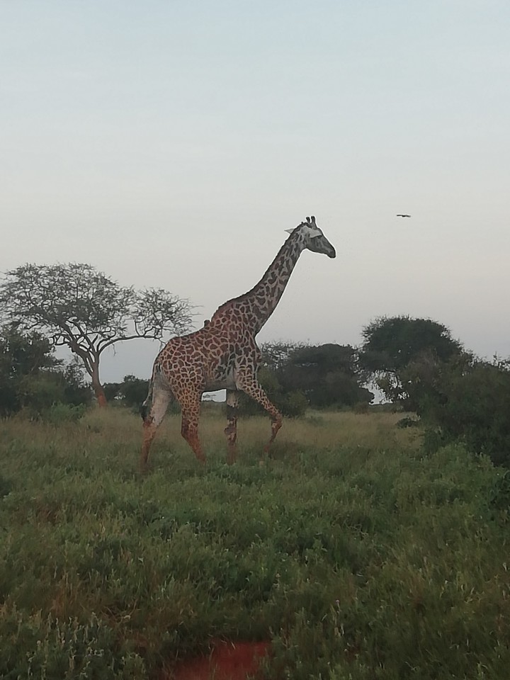 giraffe