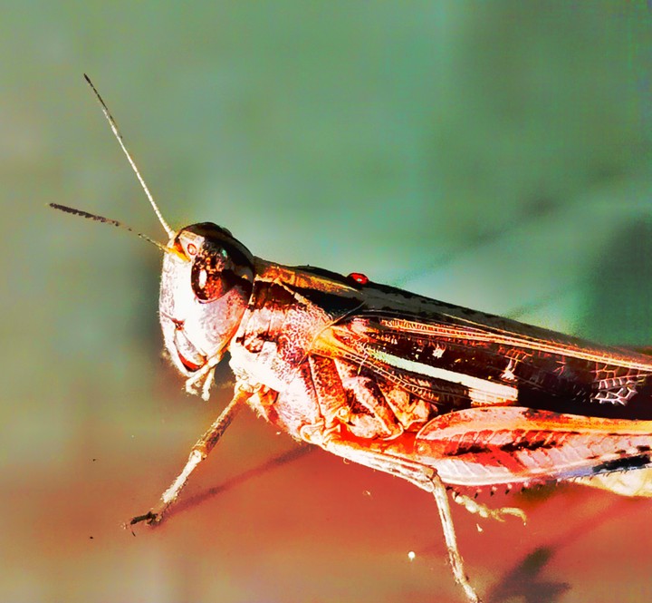Grasshopper