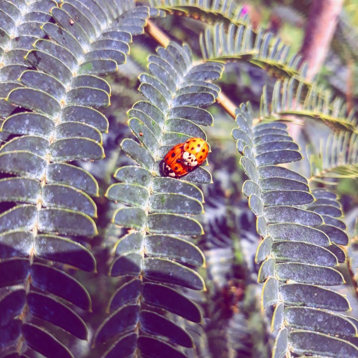 bugs