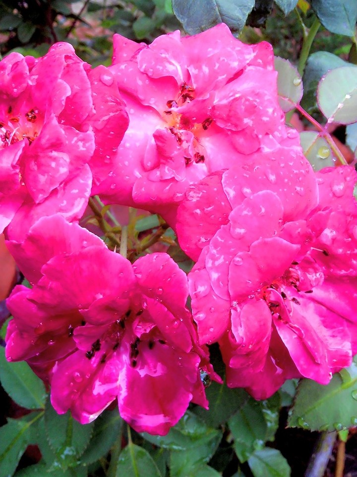 rose
