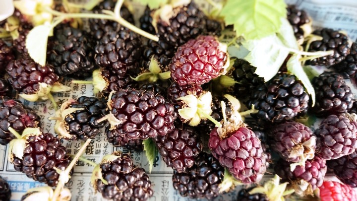 blackberry