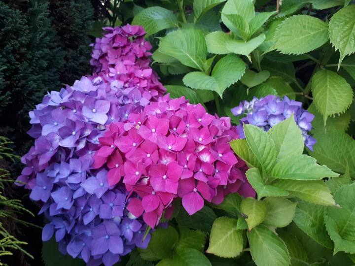 Hydrangea