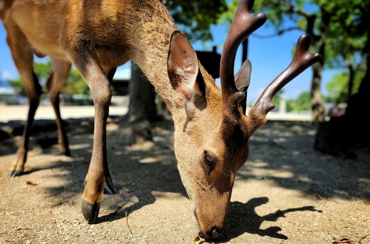 4K deer