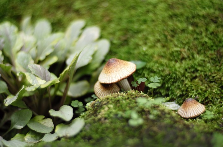 In the forest