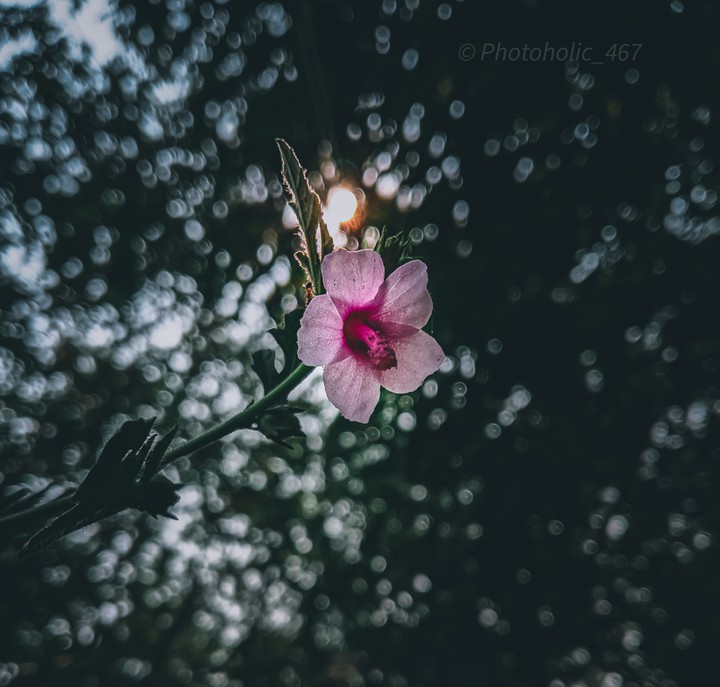 flower ?