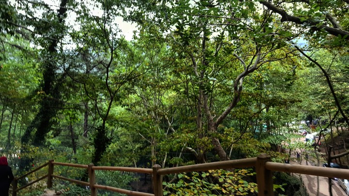 Forest...