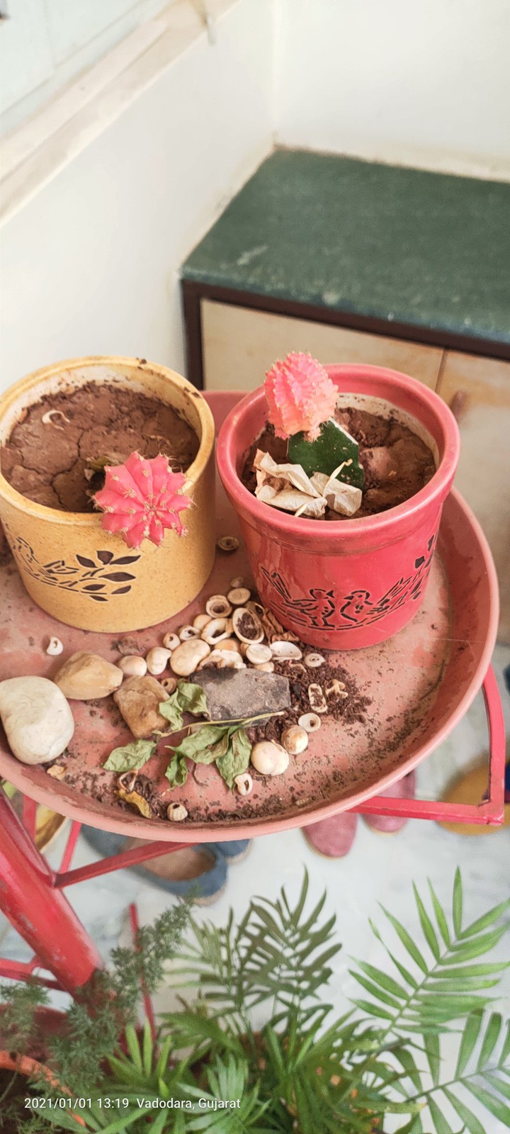 Red Cactii
