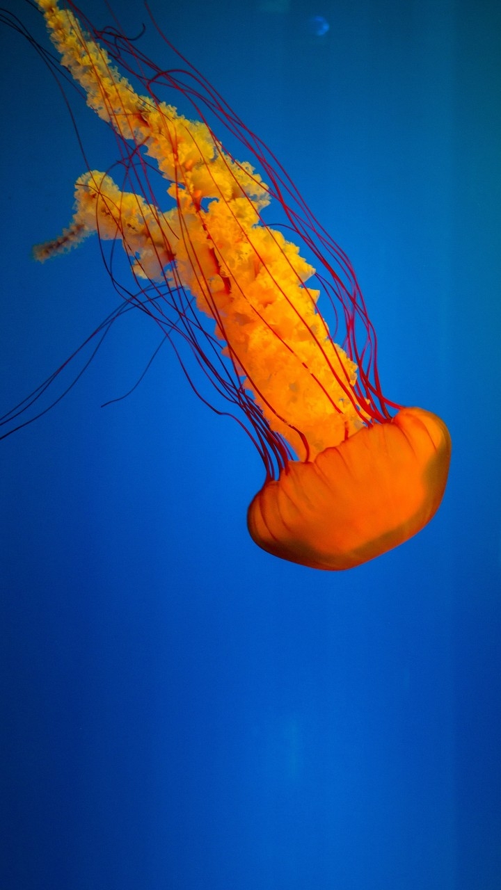 yellow jelly fish