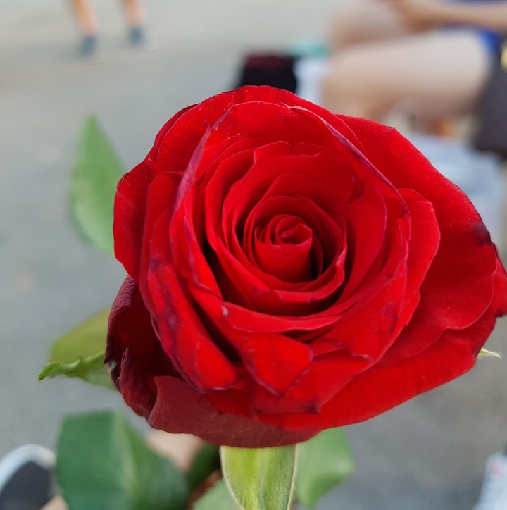 red Rose 