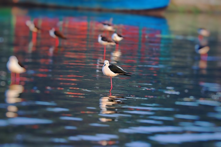 black winged stilt