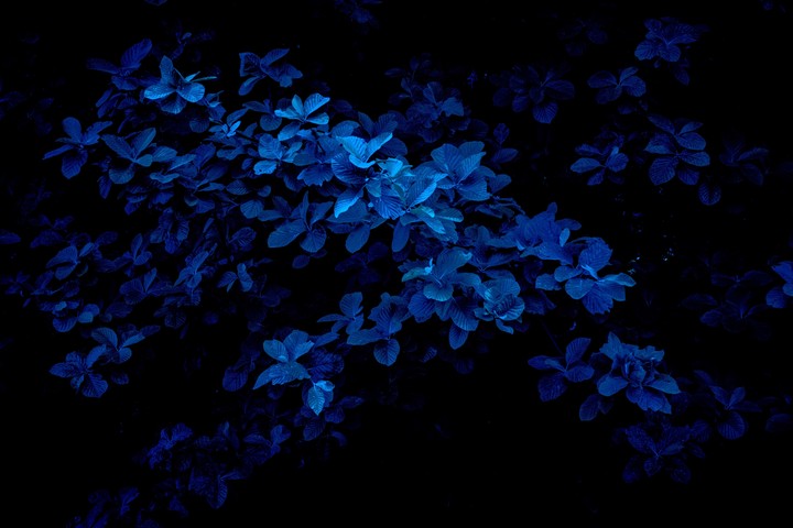 blue flowers ❣️