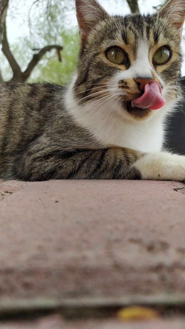 cat tongue