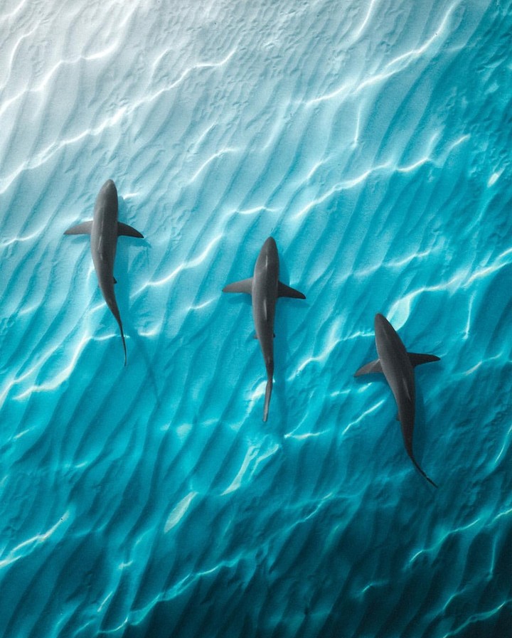 shark