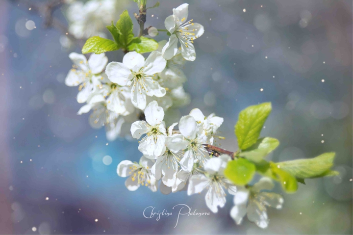 spring