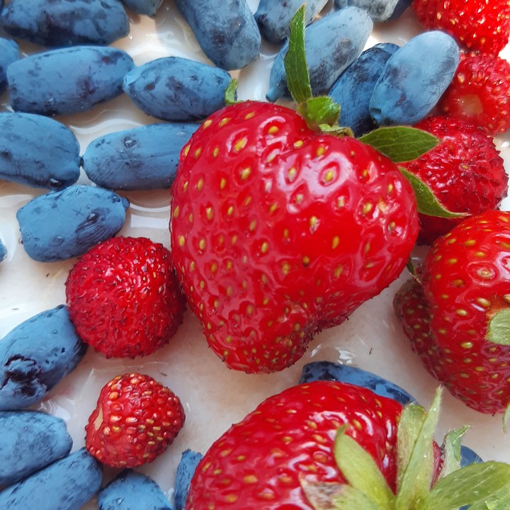 fruits
