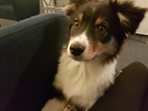 cute dog