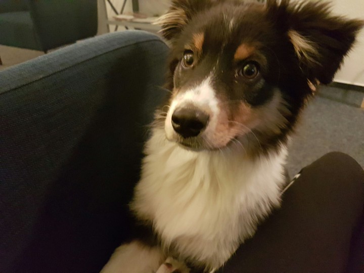 cute dog