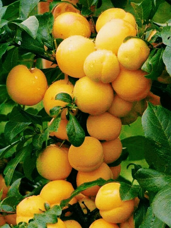 apricot