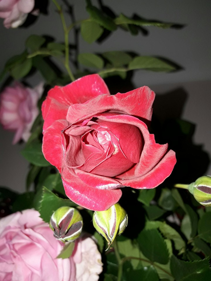 rose