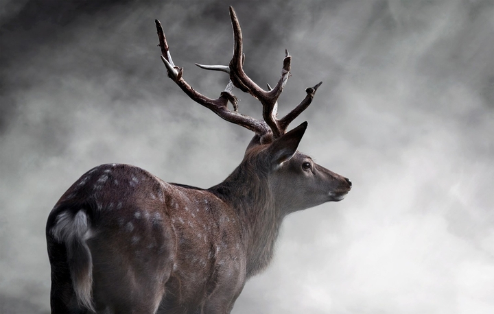 Deer Animals!!