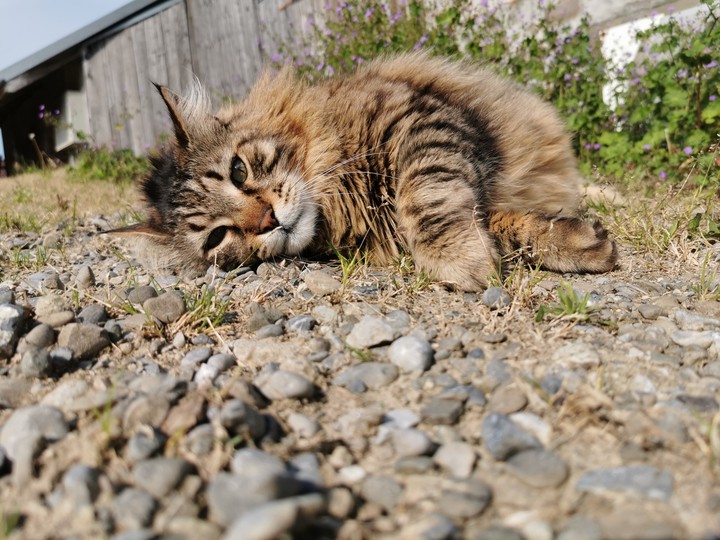 cat