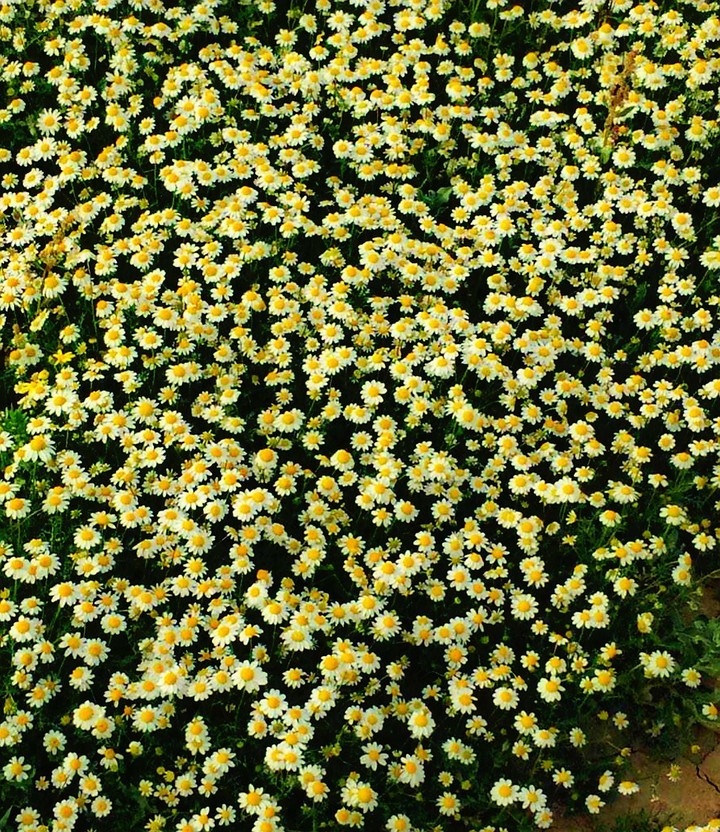 spring,daisy