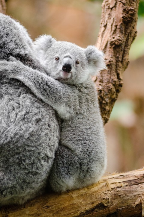 шпалери lilac, zoo