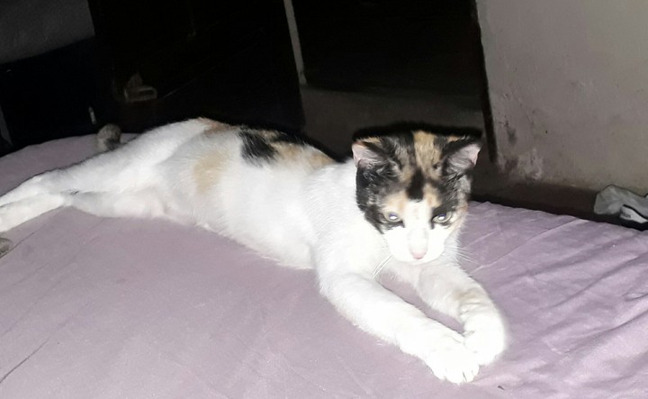 gato
