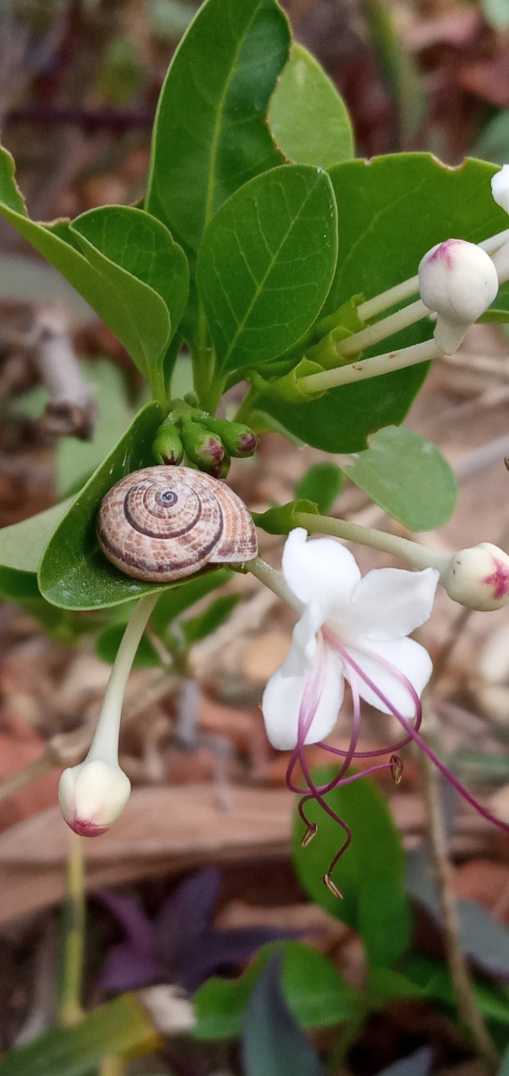 little snail♡