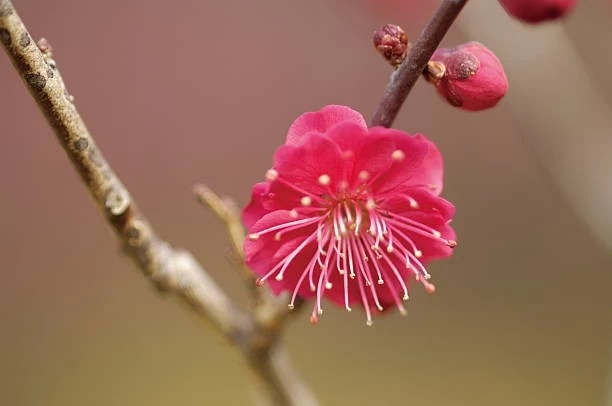 deep red plum blossom