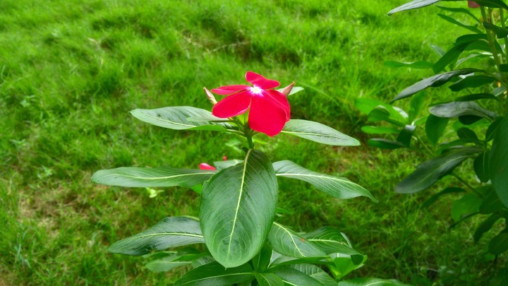 flower