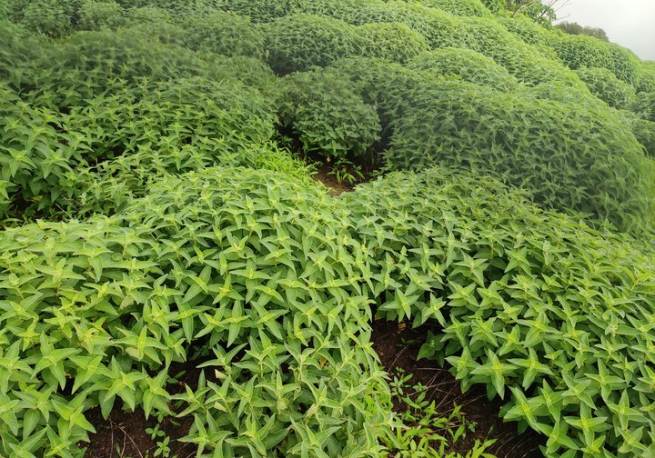 leaves
