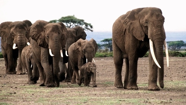 Elefant