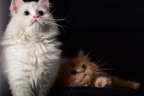 cats