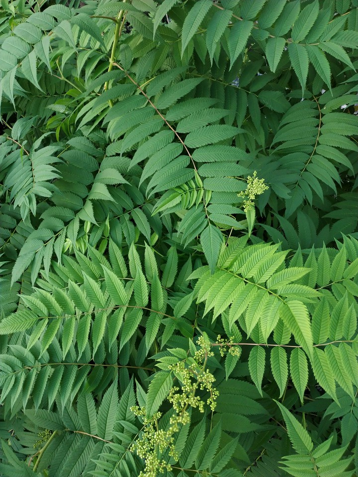 beautiful leaves.