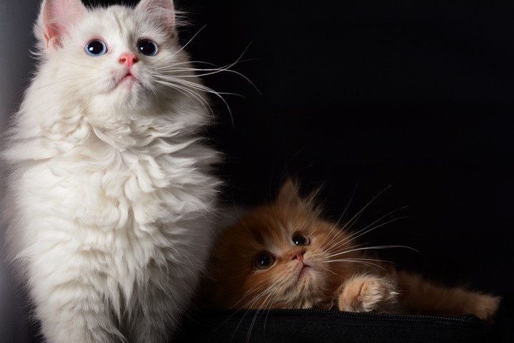 cats