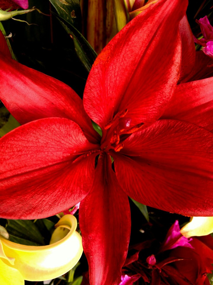 Red flower