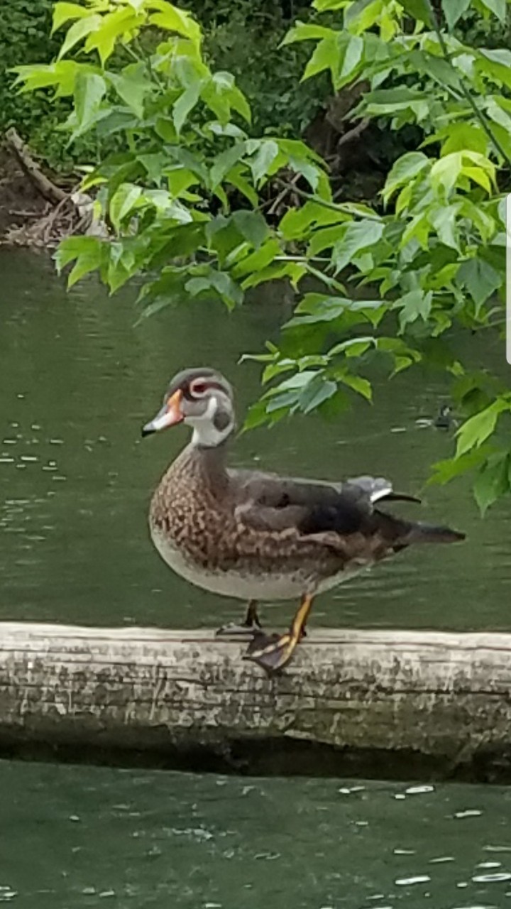 duck