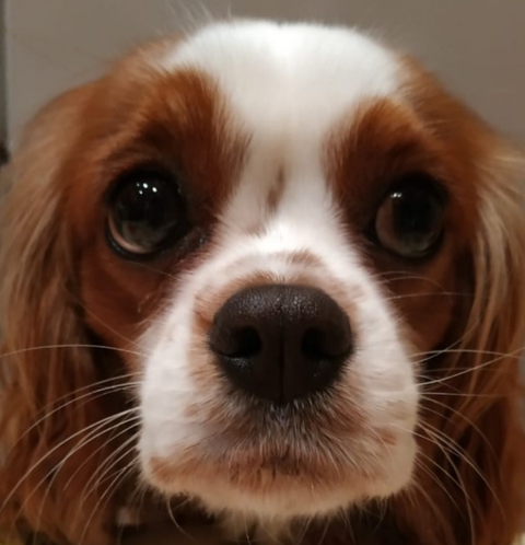 snout, Carnivore háttérképek