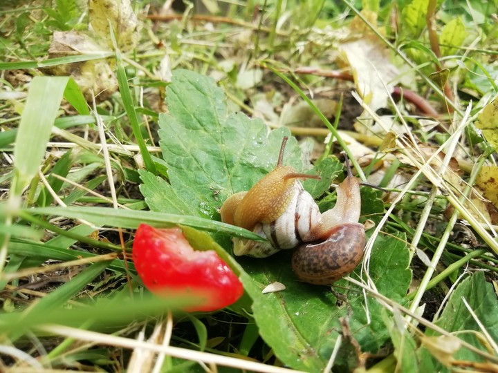 snails