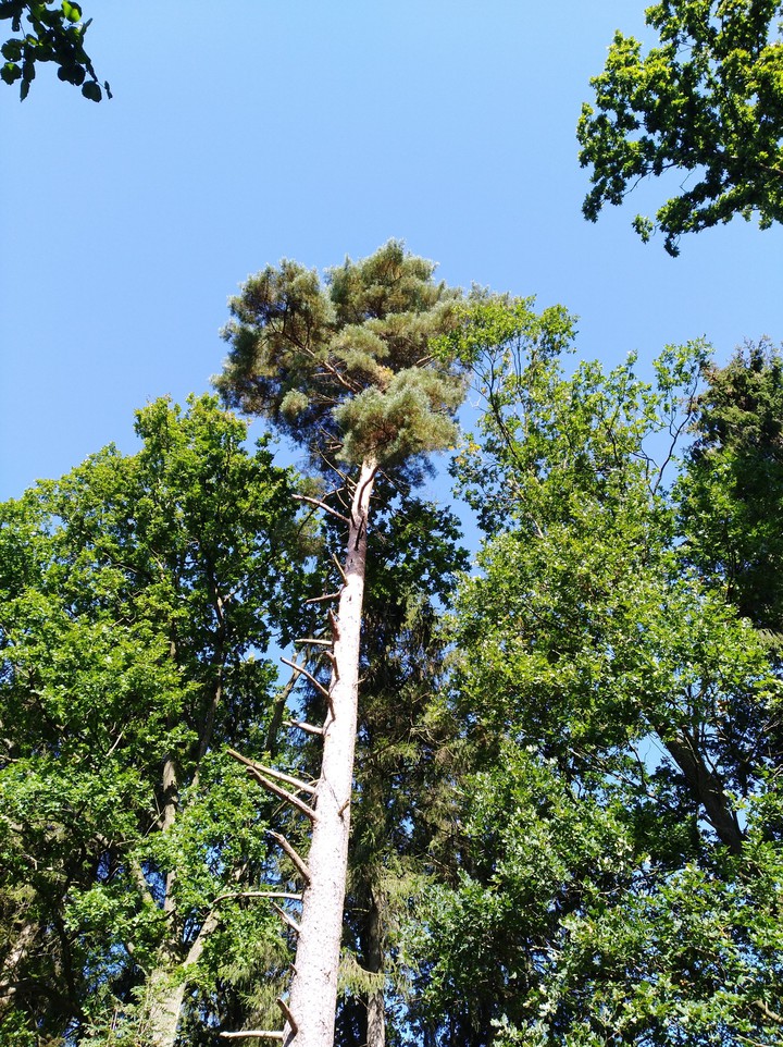 Natur