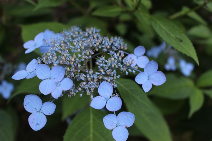 Blue Drops