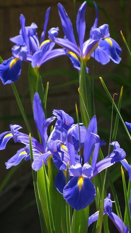 iris