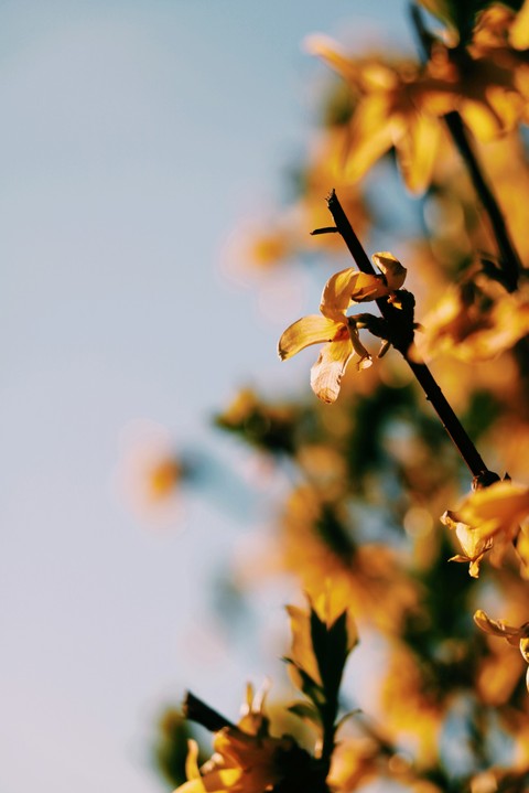 yellow in the air