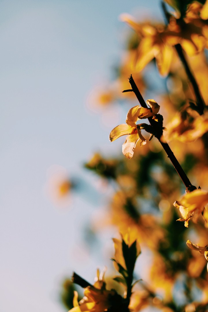 yellow in the air