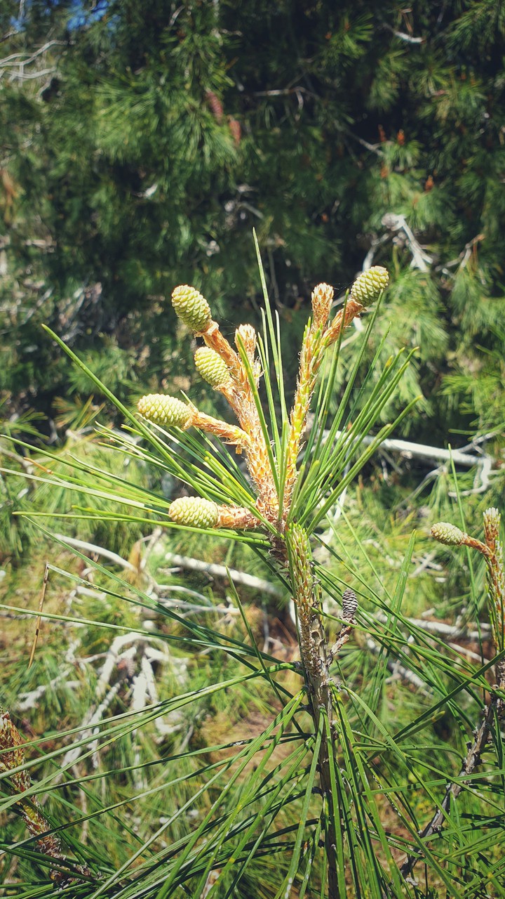Spring