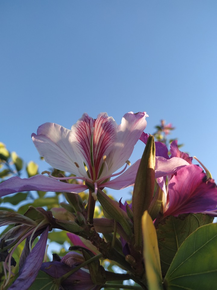 my favorite flower
