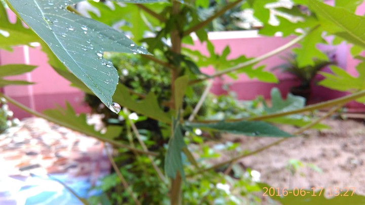 tip of leaf point of water