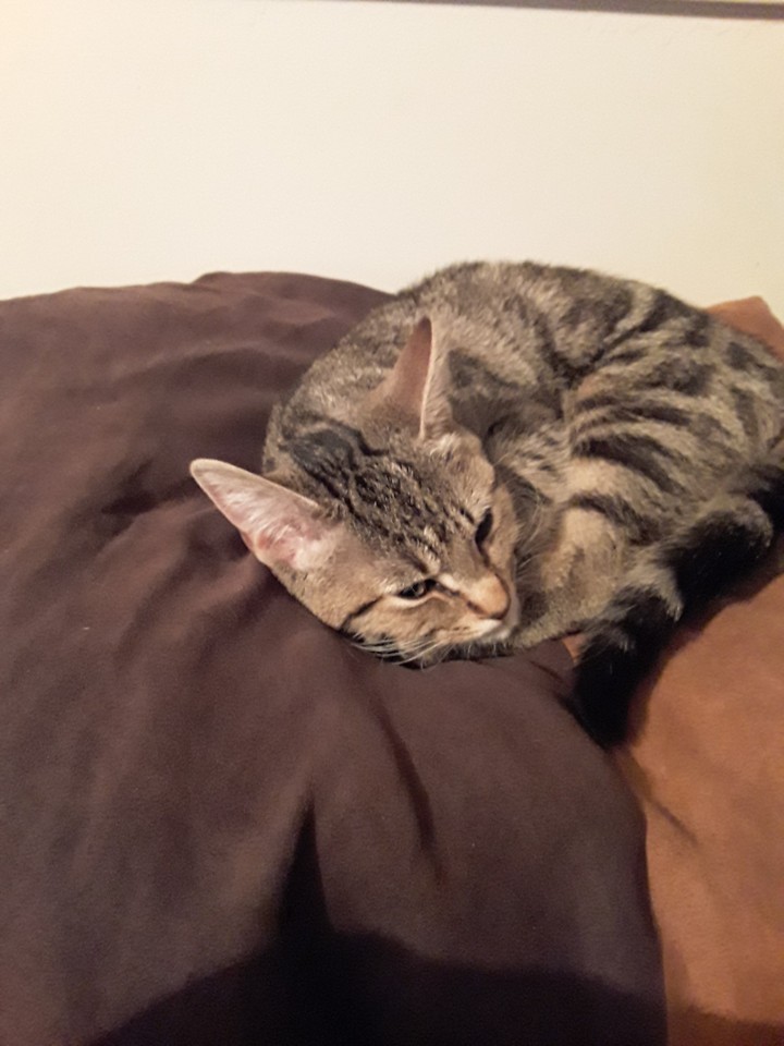 Bella